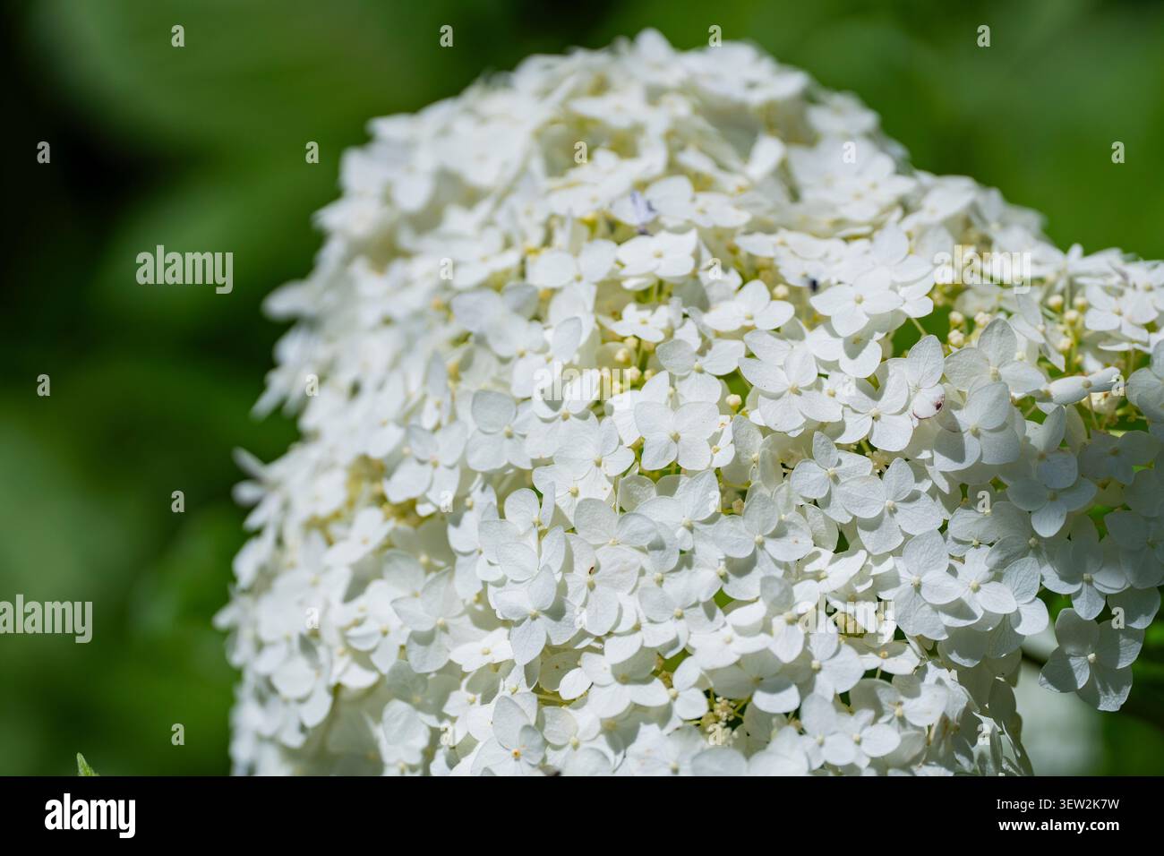 Primo piano di delicati fiori di ortensie bianche illuminati dalla luce soffusa del sole. Elegante sfondo floreale con bokeh naturale, fioritura primaverile e bellezza del giardino Foto Stock