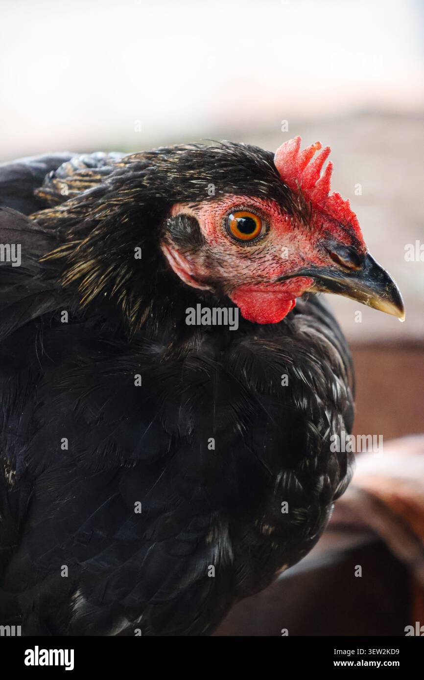 Ritratto dettagliato del pollo con pettine e piume colorate. Un'immagine nitida che mette a fuoco le caratteristiche del viso e le texture piume. Foto Stock