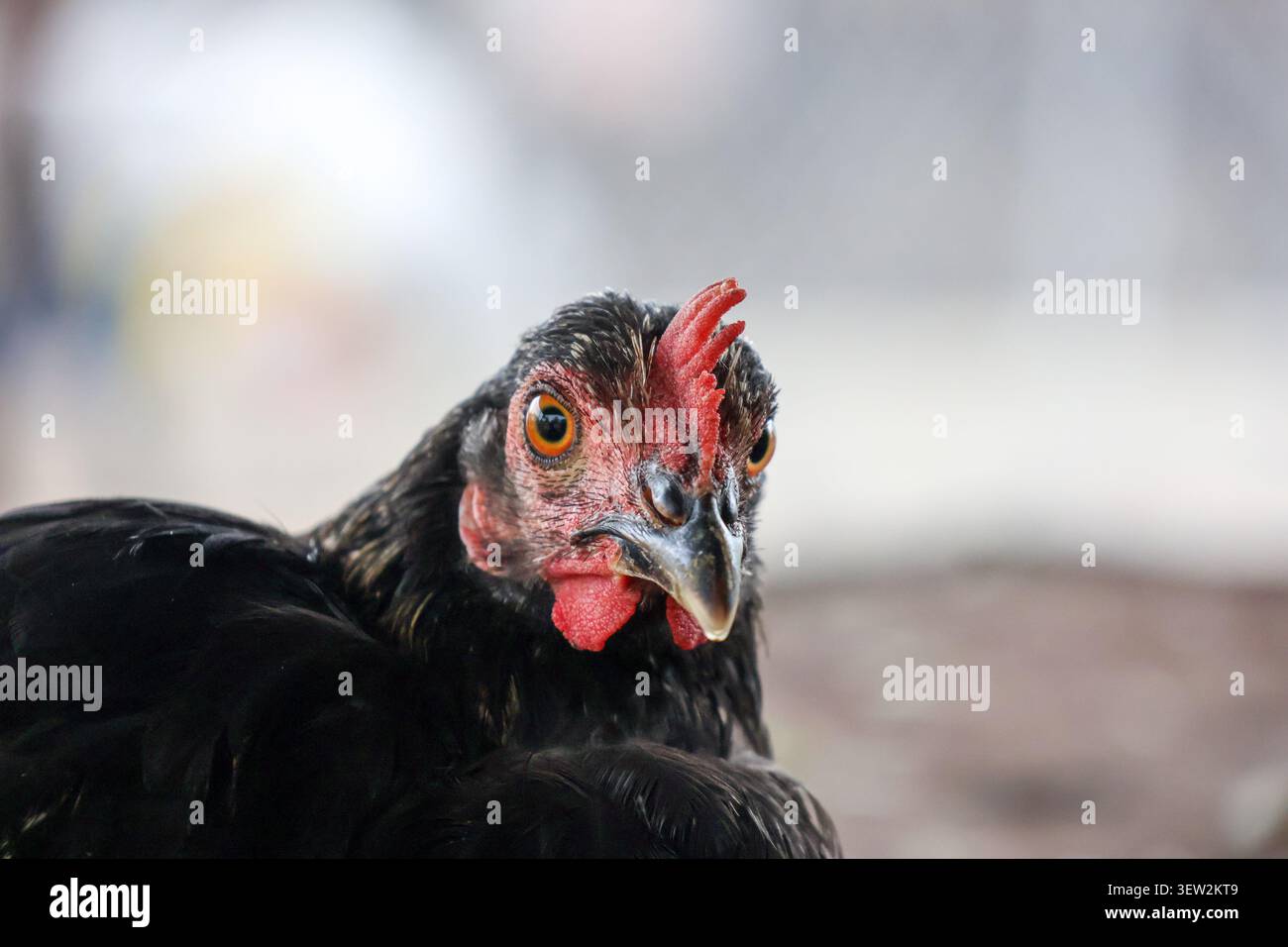 Gallina nera con occhio espressivo e piume testurizzate. Ritratto ravvicinato che enfatizza l'occhio vivido, i dettagli delle piume e le texture del viso di una gallina nera. Foto Stock