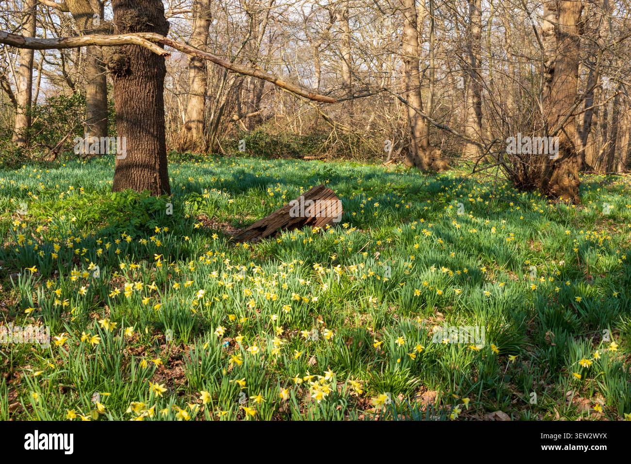Narcisi selvatiche a Lesnes Abbey Woods, Bexley, Londra, Regno Unito Foto Stock