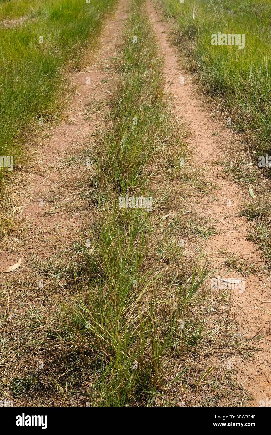 Tracce di terra nell'erba, strada di campagna Foto Stock