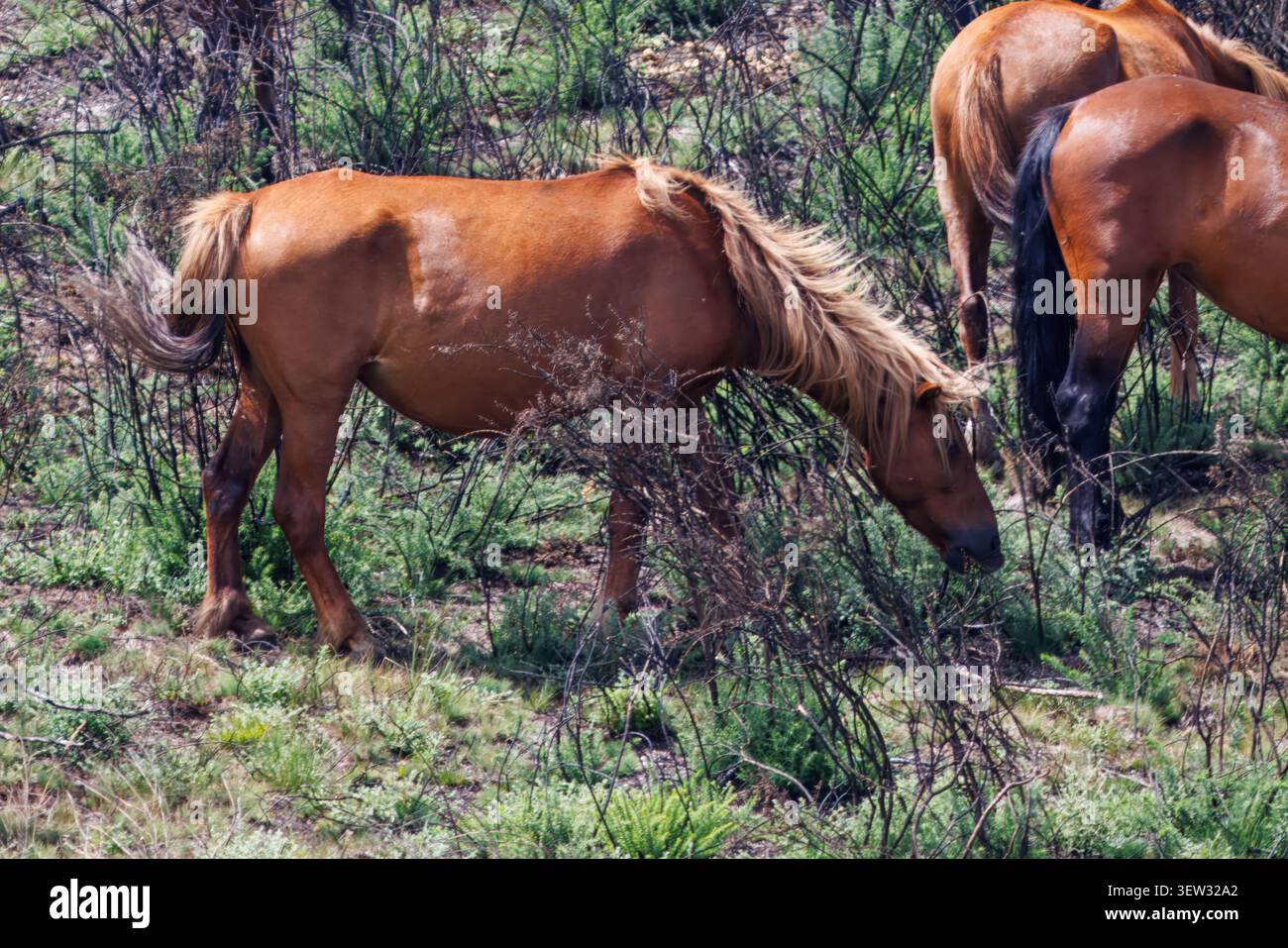 Cavalli selvaggi del Garrano che pascolano nella verde macchia. Bellissimi pony bruni che si nutrono di erba fresca nell'habitat naturale del nord del Portogallo. Foto Stock
