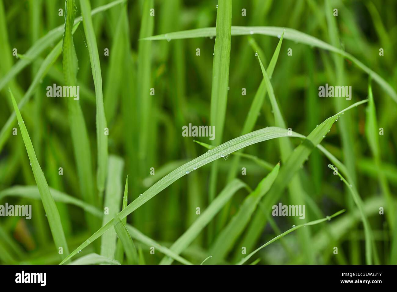 Primo piano di gocce d'acqua sull'erba verde a causa della rugiada mattutina. Concetto di agricoltura per la coltivazione di piante di riso. Foto Stock