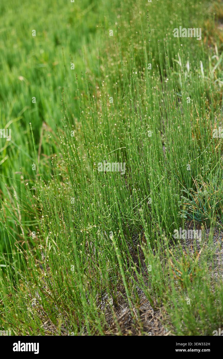 L'acqua cade sull'erba verde fresca a causa della rugiada mattutina Foto Stock