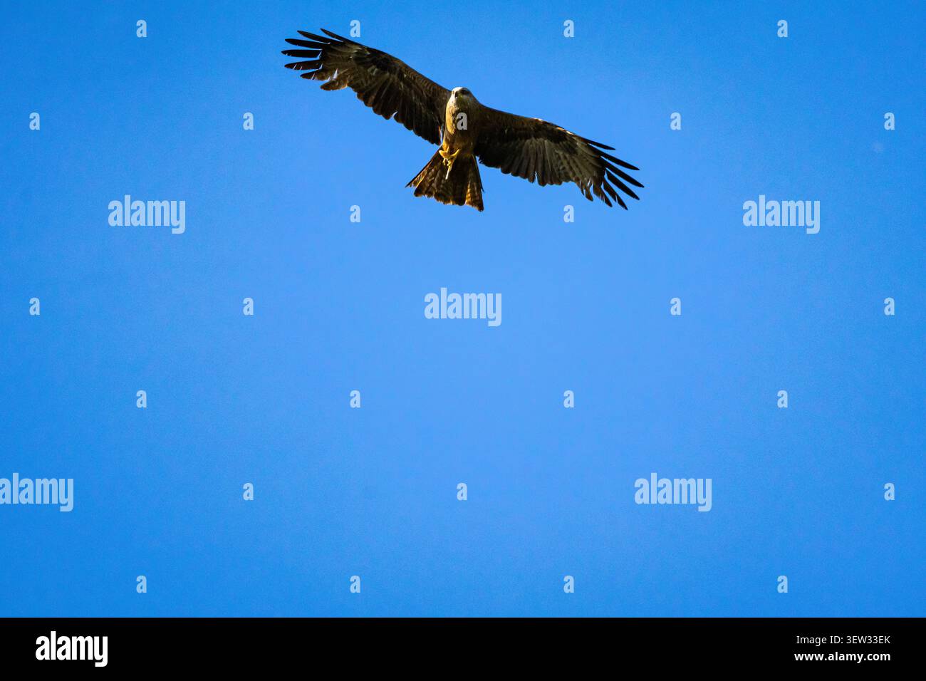 Il cacciatore selvaggio cavalca la brezza con battiti misurati e poi le coste senza fretta attraverso una volta blu profondo ogni linea di ala e coda si libera mentre la sensazione è Foto Stock