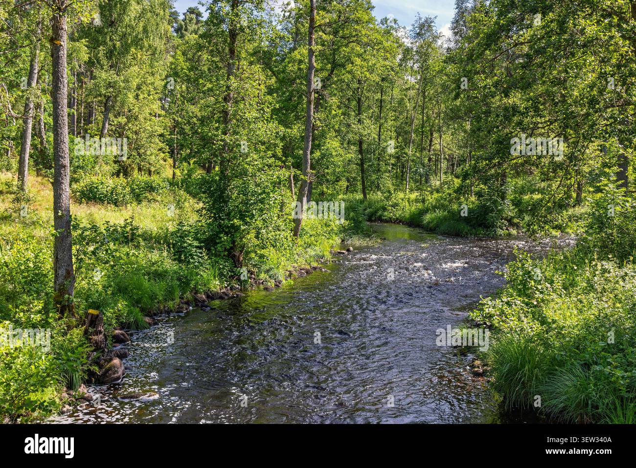Lussureggiante bosco verde con un fiume calmo con acqua corrente Foto Stock