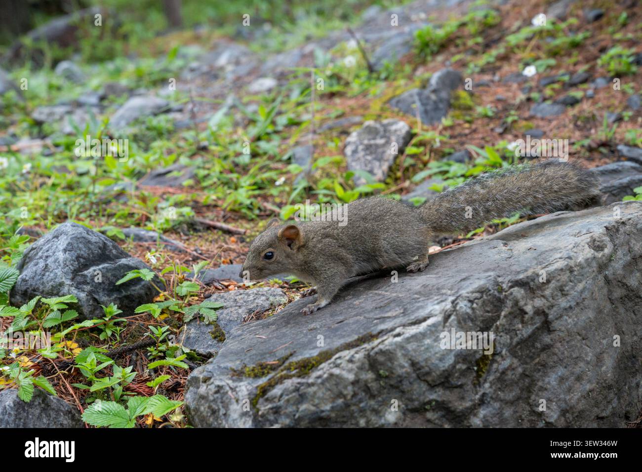 Lo Squirrel su una roccia Foto Stock