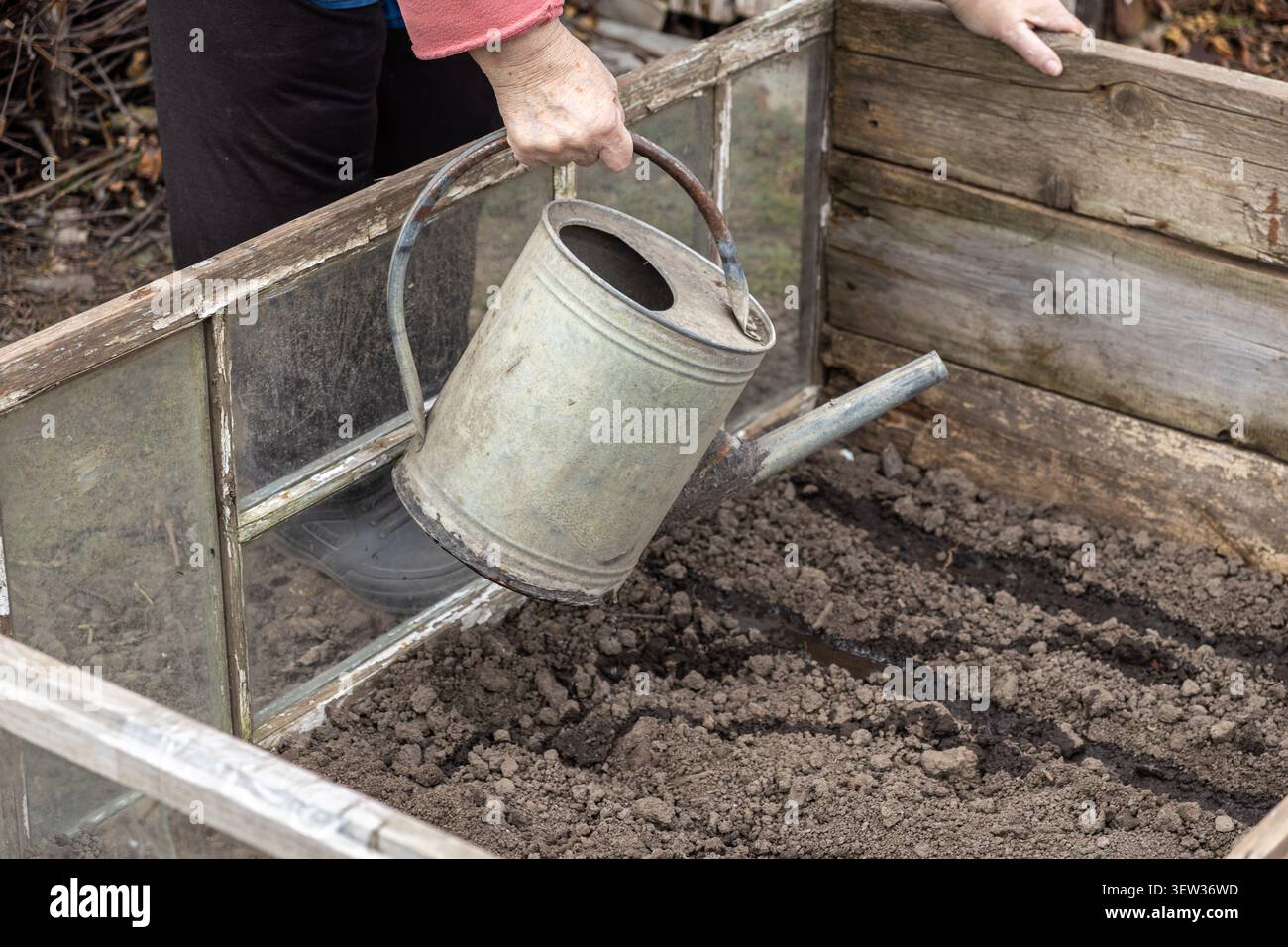 Versare a mano l'acqua in un letto rialzato ripieno di terreno utilizzando una barattola di metallo antico cattura l'atmosfera autentica e radente della plantin stagionale Foto Stock