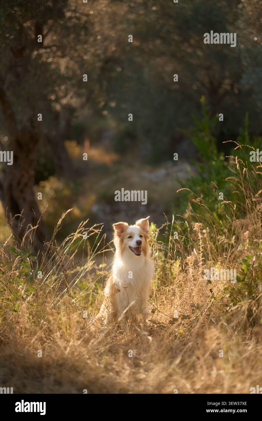 Un collie sul bordo resta vigile sull'erba asciutta con una calda luce dorata. La foto è stata scattata in un uliveto durante il tramonto, proiettando luci soffuse Foto Stock