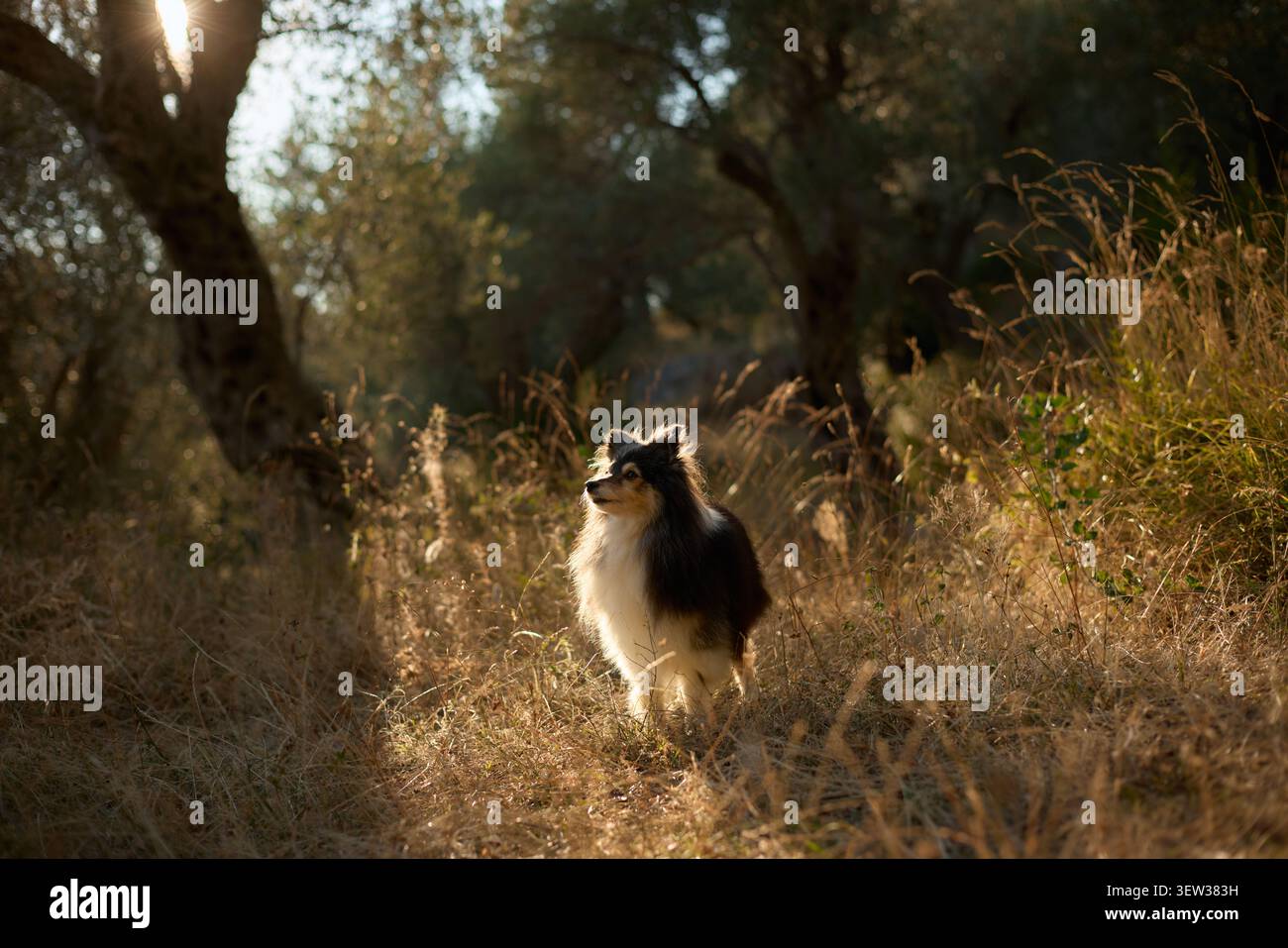 Un riparo si erge in un'alta erba dorata con una luce che filtra attraverso l'oliveto. Il suo lungo cappotto risplende dolcemente nel bagliore pomeridiano. Foto Stock