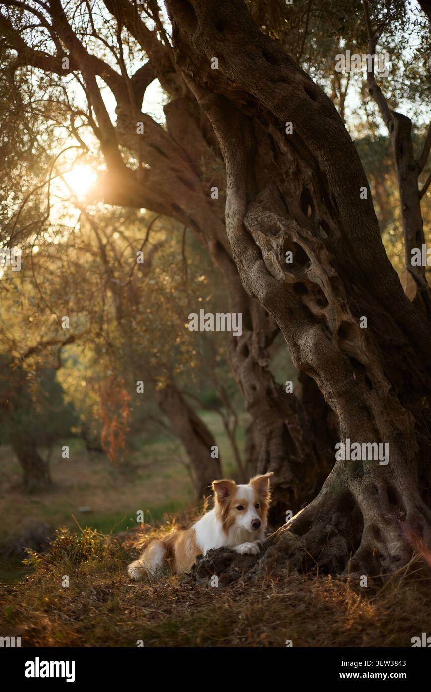 il collie di confine si trova sotto un olivo con un bagliore del tramonto tutto intorno. La composizione pacifica è piena di calore e armonia. Foto Stock