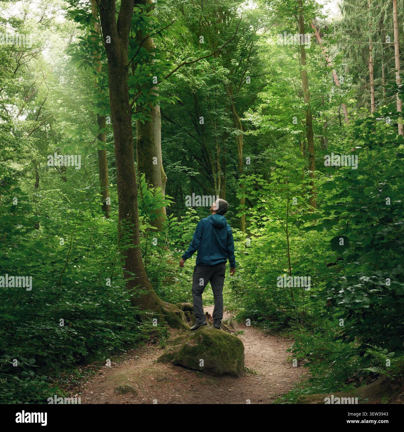 Uomo in una foresta verde che guarda gli alberi in soggezione. Goditi la libertà, la bellezza e la freschezza della foresta pluviale. Ripresa in formato quadrato. Foto Stock