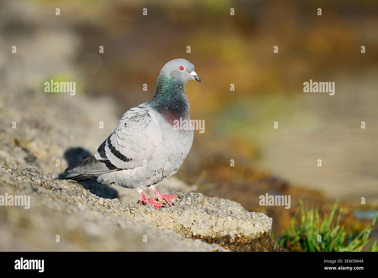 Piccione selvatico (Columba livia forma domestica), Renania settentrionale-Vestfalia, Germania | Stadttaube (Columba livia forma domestica), Nordrhein-Westfalen Foto Stock