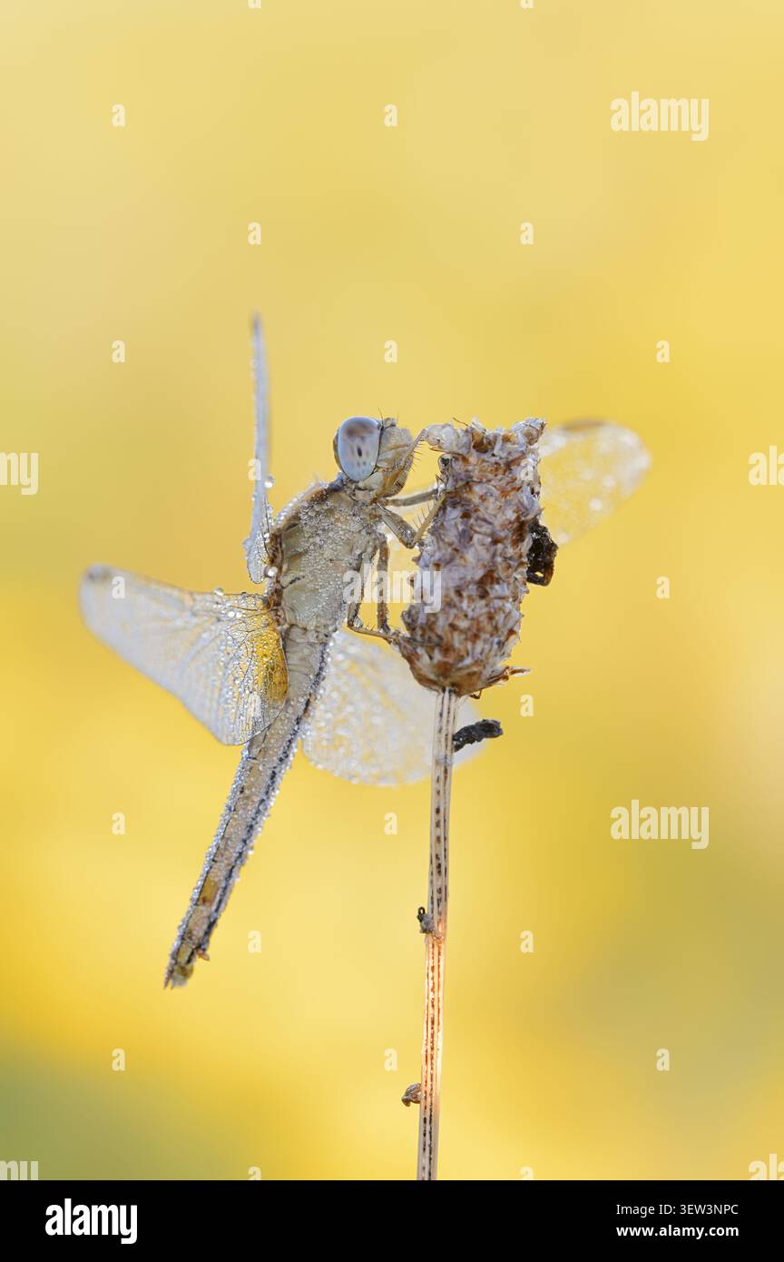 Scarlet Darter (Crocothemis erythraea), femmina, Renania settentrionale-Vestfalia, Germania | Feuerlibelle (Crocothemis erythraea), Weibchen, Nordrhein-Westfalen, Foto Stock