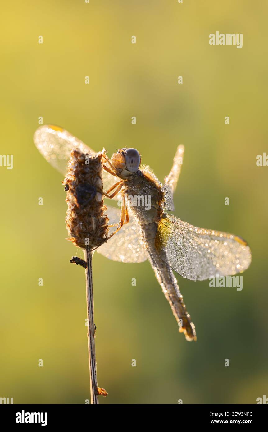 Scarlet Darter (Crocothemis erythraea), retroilluminato femminile, Renania settentrionale-Vestfalia, Germania | Feuerlibelle (Crocothemis erythraea), Weibchen im Gegenlicht Foto Stock