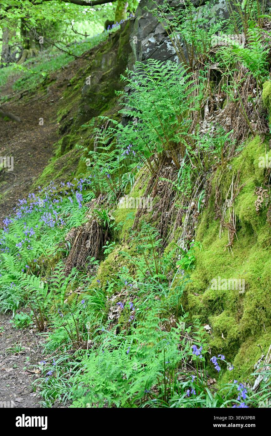 Banca boschiva Mossy con felci e campanelli Regno Unito maggio Foto Stock
