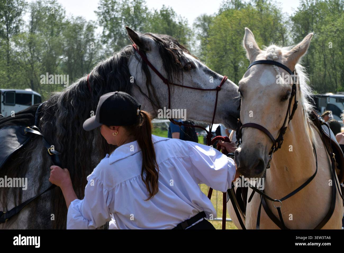 Sposo che prepara i cavalli al Suffolk Show, Suffolk, Inghilterra Foto Stock
