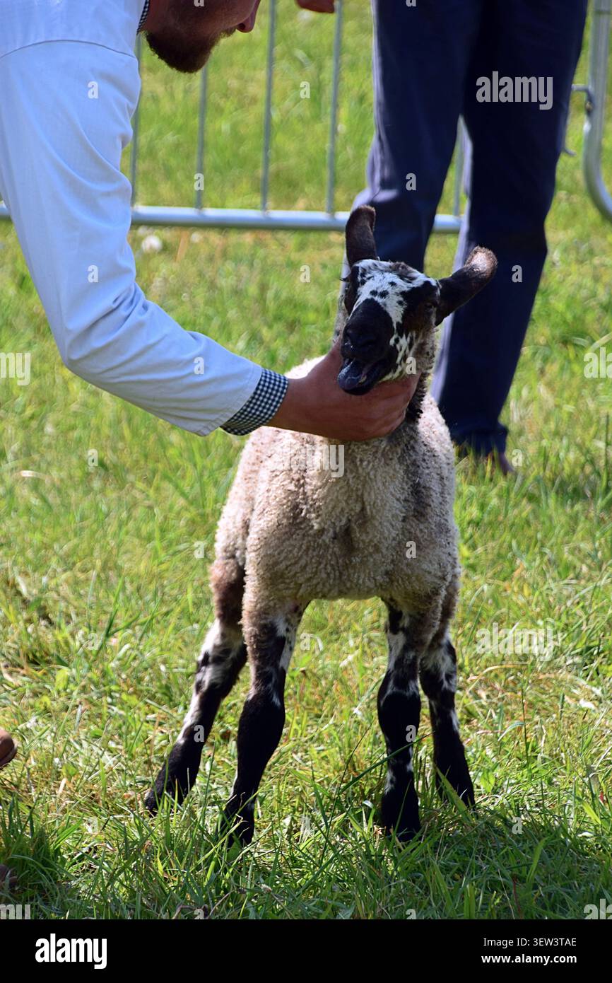 Responsabile che presenta un agnello Jacob nell'anello del bestiame al Suffolk Show, Suffolk, Inghilterra Foto Stock
