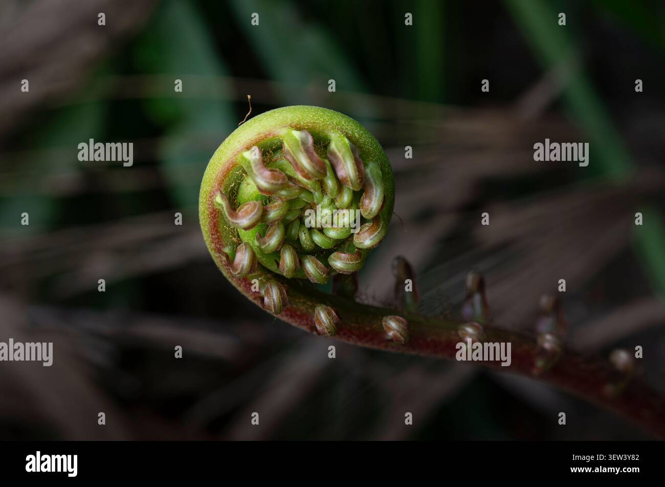 Vista macro dettagliata di un corsaro di felce verde srotolato con piccoli volantini rosa, che mostrano intricati motivi strutturali su un dorso scuro e sfocato Foto Stock