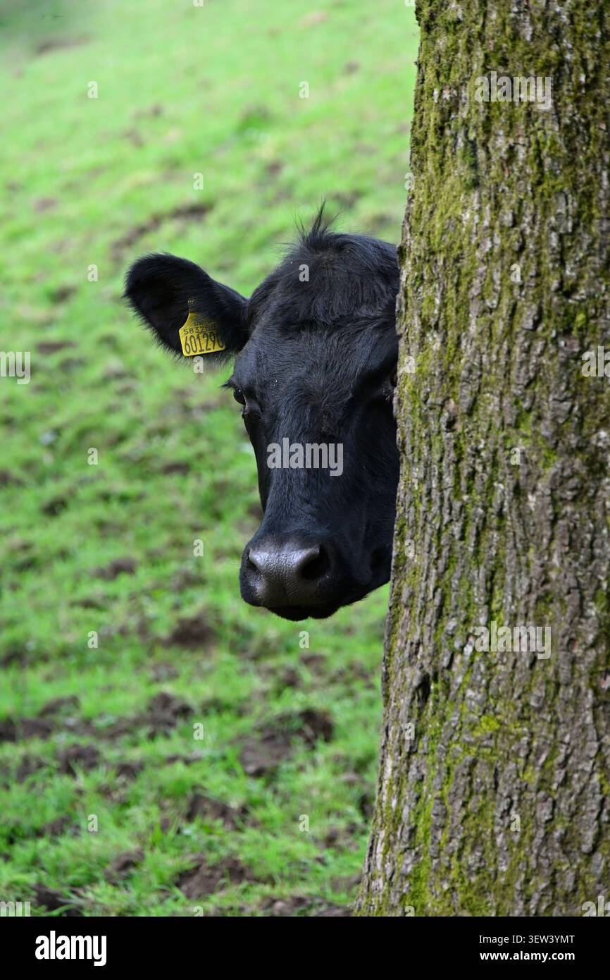 Capo di una giovane vacca nera Angus, o giovenca, con un'etichetta gialla, che guarda da dietro un albero. Foto Stock