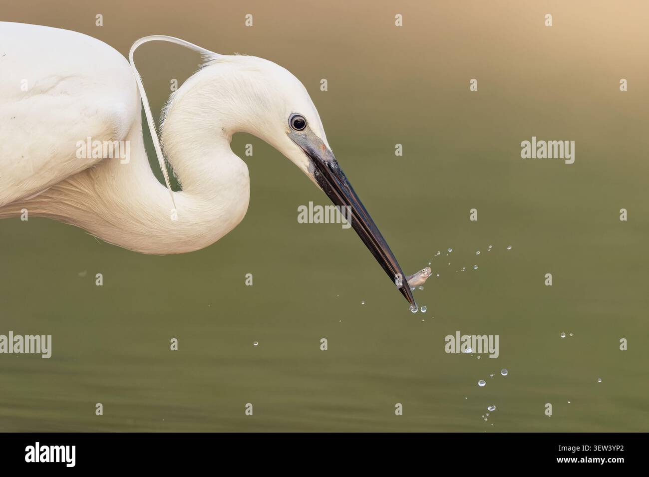 Airone comune (Egretta garzetta) che cattura un piccolo pesce, la punta del becco che rompe la superficie dell'acqua con goccioline che volano contro uno sfondo morbido verde e dorato Foto Stock