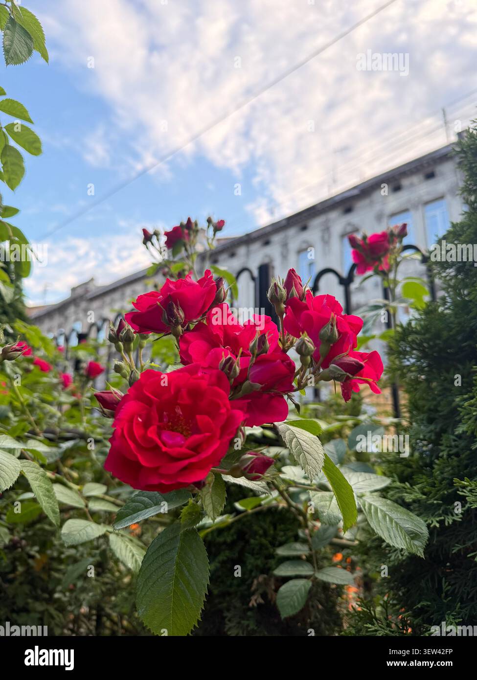 Rose rosse che sbocciano in un giardino urbano, con un cielo soffice e nuvoloso e un edificio sullo sfondo, creano un'atmosfera romantica e floreale - Immagine stock catturata con smartphone
