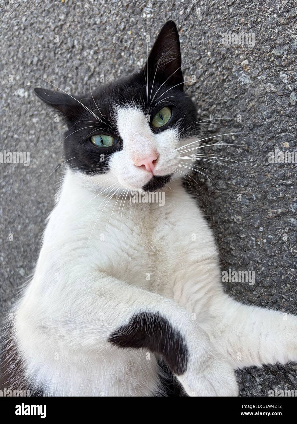 Un ritratto professionale di alta qualità di un gatto domestico in un ambiente interno accogliente, che mette in risalto gli occhi espressivi, la texture dettagliata della pelliccia e i baffi, pe - Immagine stock catturata con smartphone