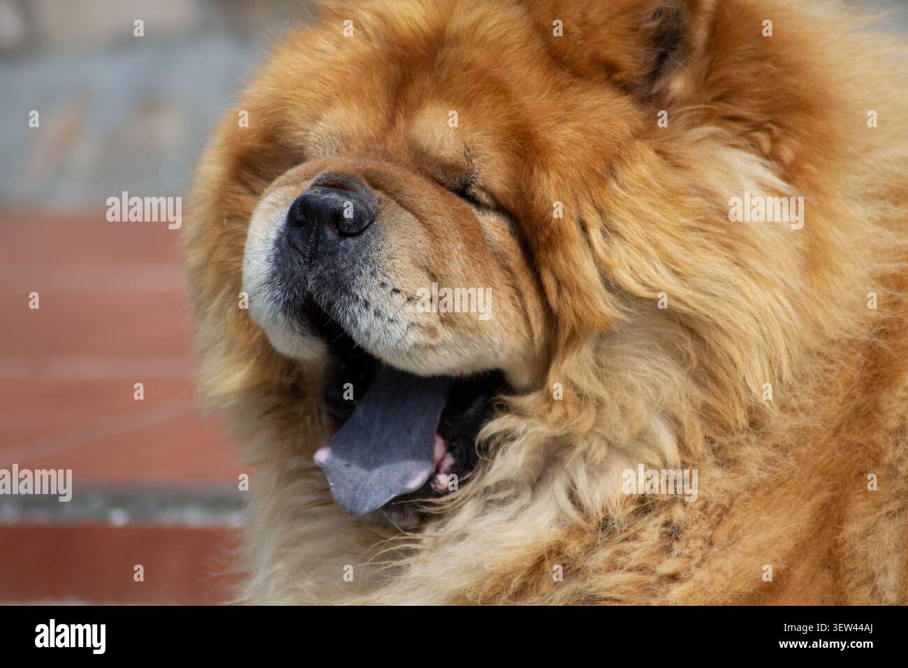 Ritratto ravvicinato di un cane Chow Chow rosso che ansimante, occhi chiusi e lingua blu-nera visibile, con pelo folto e soffice, all'aperto nelle Asturie, Spagna. Foto Stock