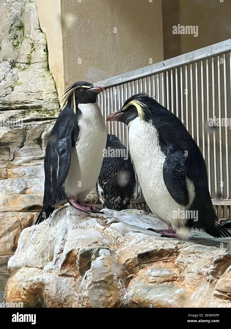 Pinguini allo zoo di Vienna Foto Stock