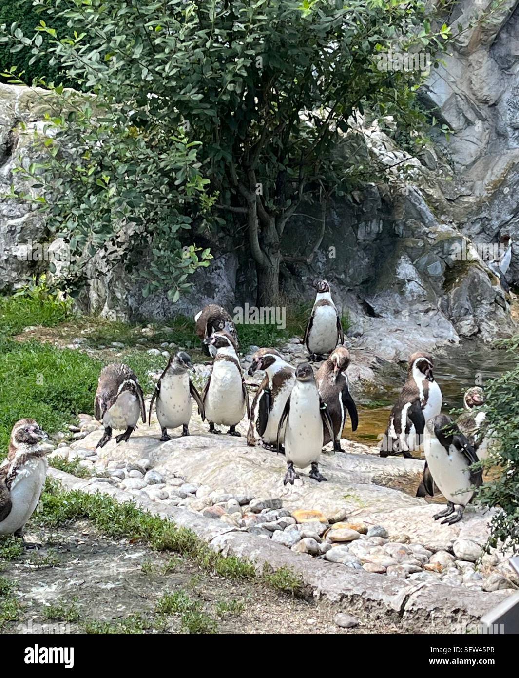 Pinguini allo zoo di Vienna Foto Stock