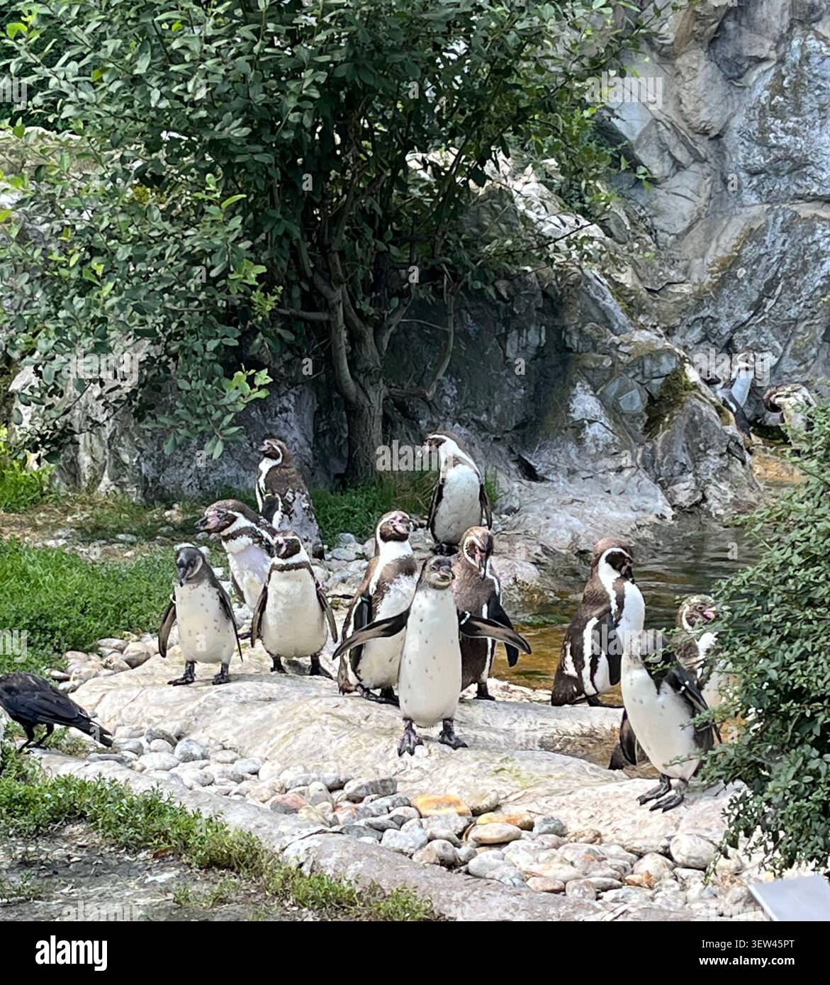 Pinguini allo zoo di Vienna Foto Stock