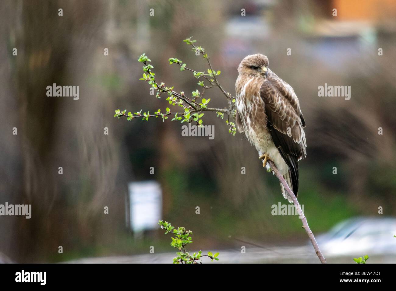 Buzzardo comune (Buteo buteo) arroccato su un ramo sottile con foglie di primavera fresche nella campagna britannica. Foto Stock