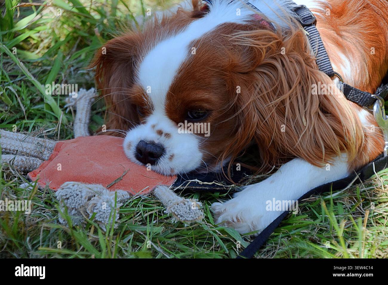 Cavalier Re Charles Spaniel masticando un cane giocattolo nell'erba Foto Stock
