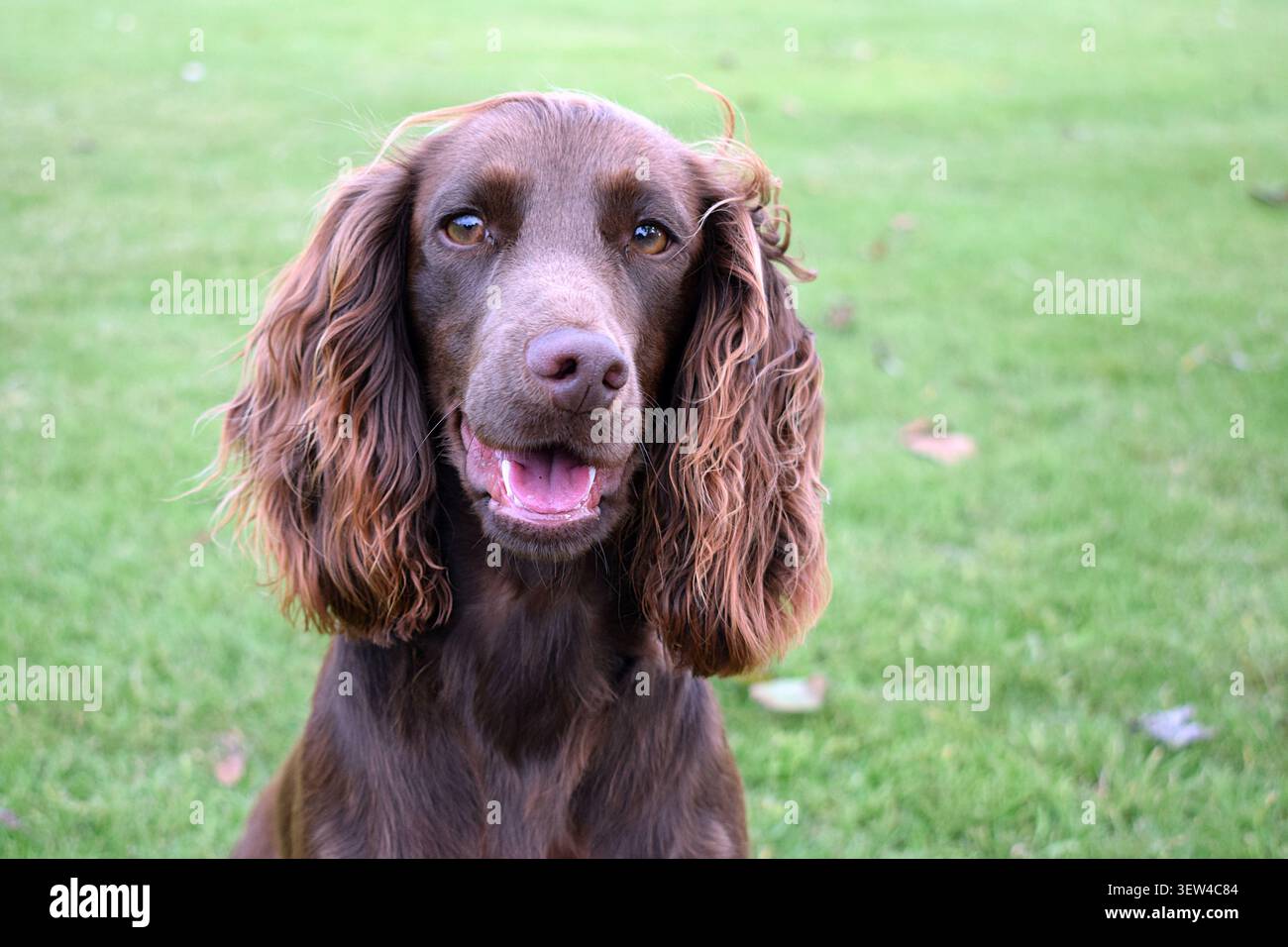 Ritratto di un Cocker Spaniel inglese marrone all'aperto Foto Stock