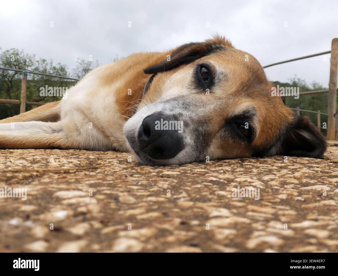 Cane di razza mista rilassato steso su una superficie di cemento a Bensafrim, Algarve, Portogallo Foto Stock