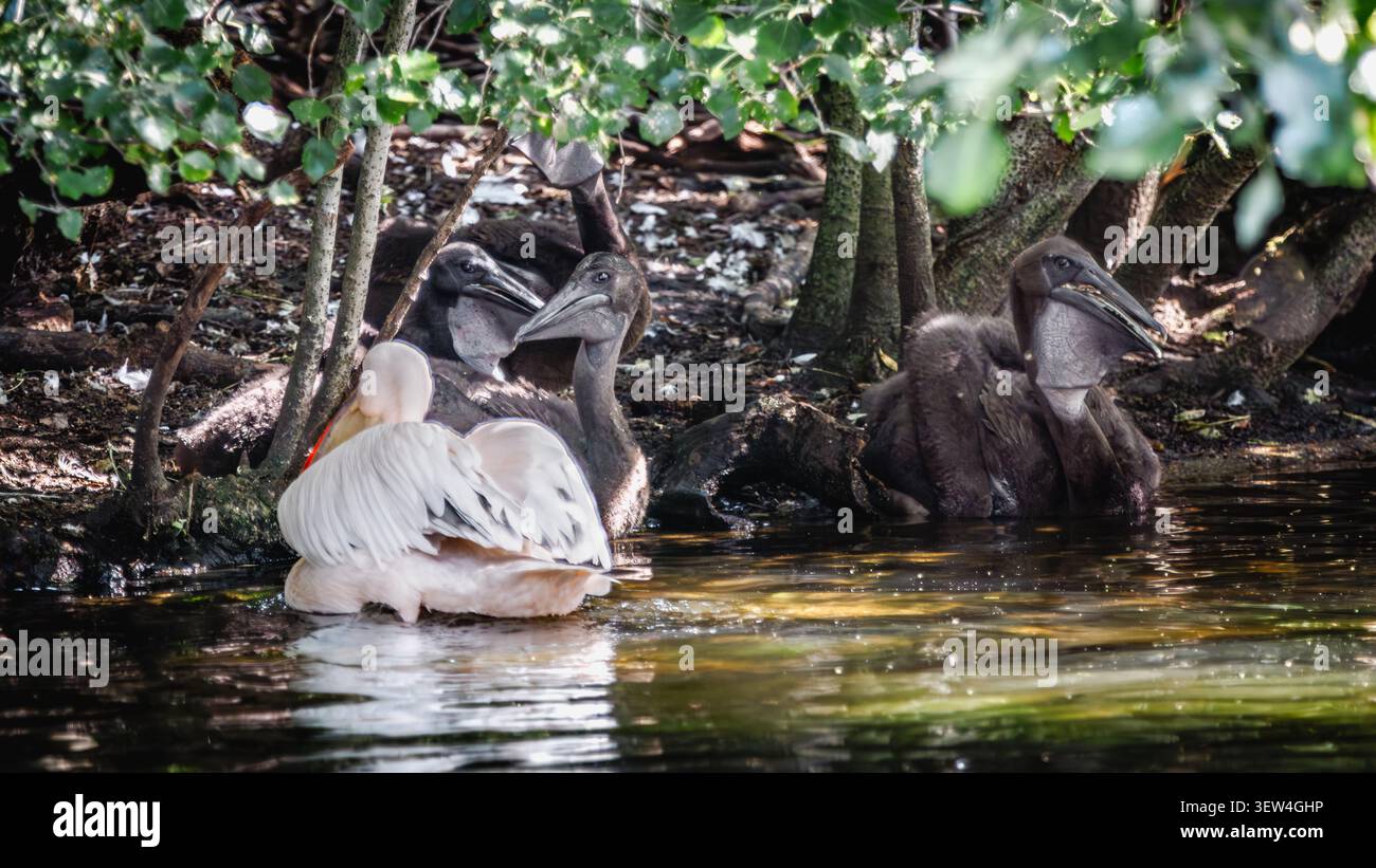 Le pulcini pelicane del St. James's Park entrano in contatto con l'acqua. Foto Stock