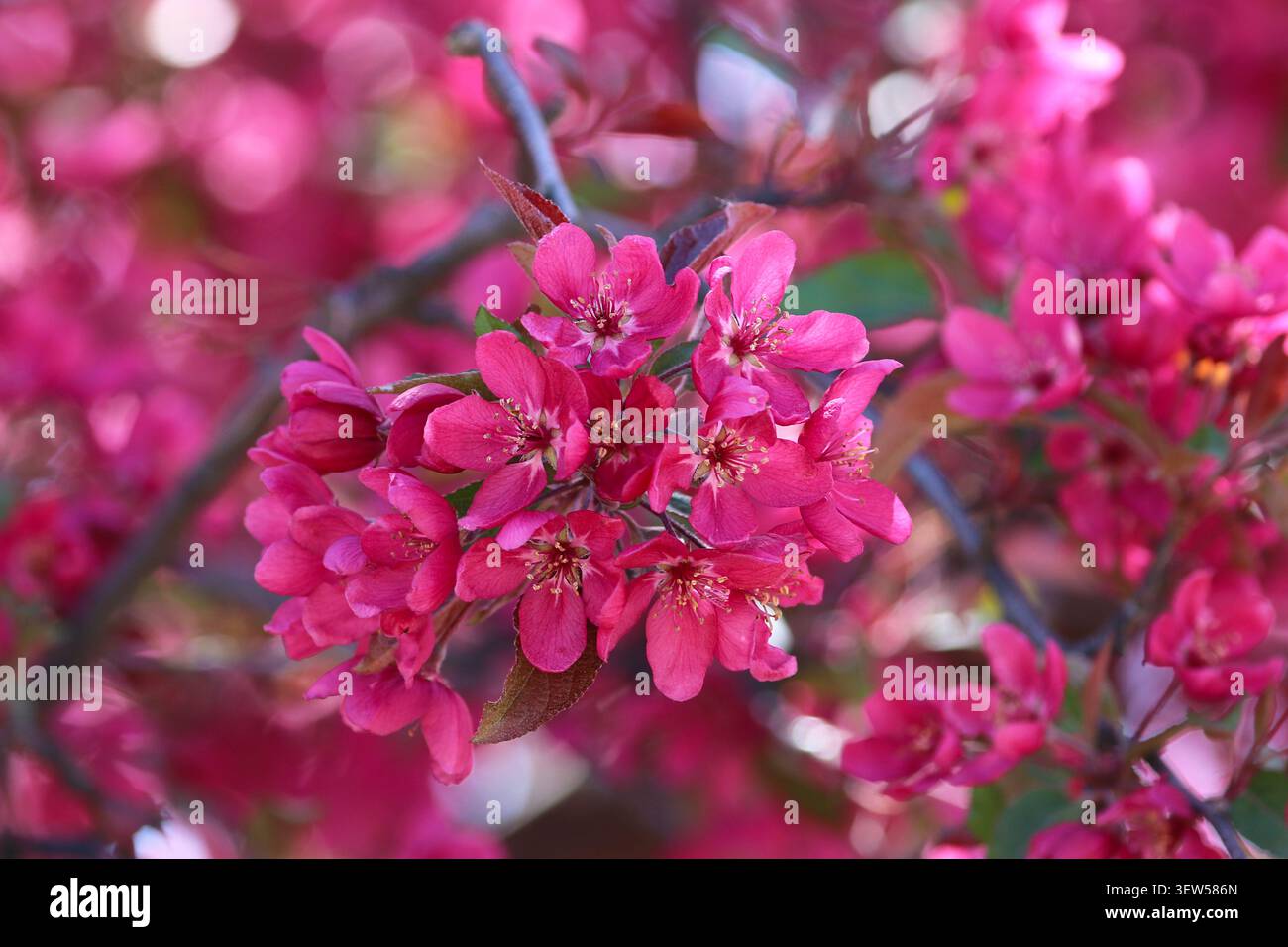 I vivaci fiori rosa fioriscono su un albero di crabapple in Idaho. Foto Stock