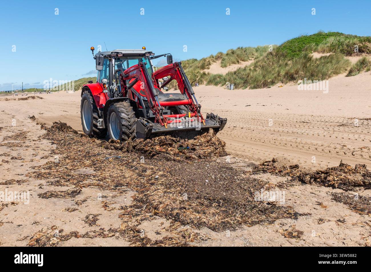 Trattore Massey ferguson, di proprietà del North Ayrshire council, pulizia di rifiuti e alghe marine sulla spiaggia di Irvine, Irvine, North Ayrshire, Scozia, Regno Unito Foto Stock