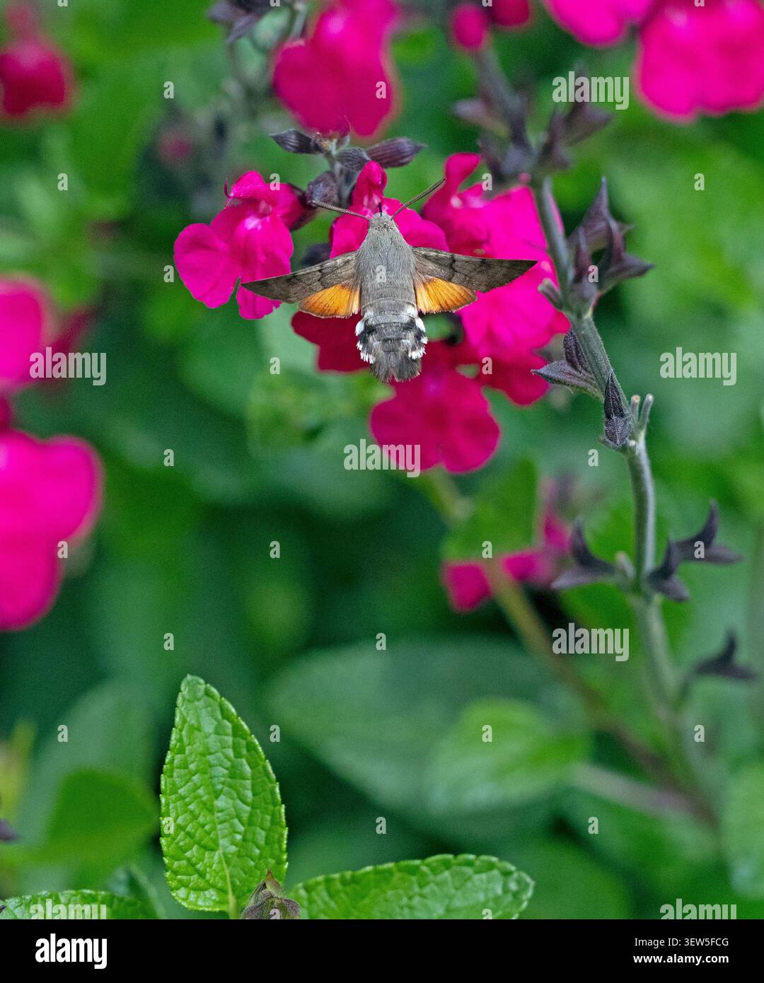Falco dei colibrì - Macroglossum stellatarum che si nutre di Salvia nel giugno estivo Foto Stock