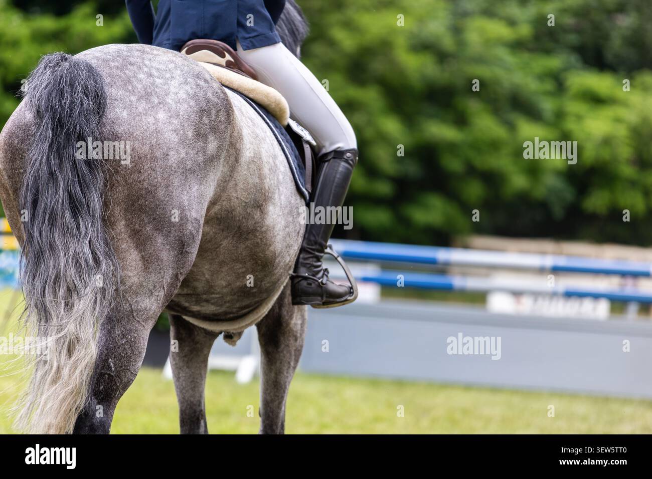 Vista posteriore, cavaliere grigio in attesa del round di gara all'aperto dell'arena di salto con lo spettacolo. Preparazione della scena sportiva equestre, equilibrio, equitazione, fiducia Foto Stock