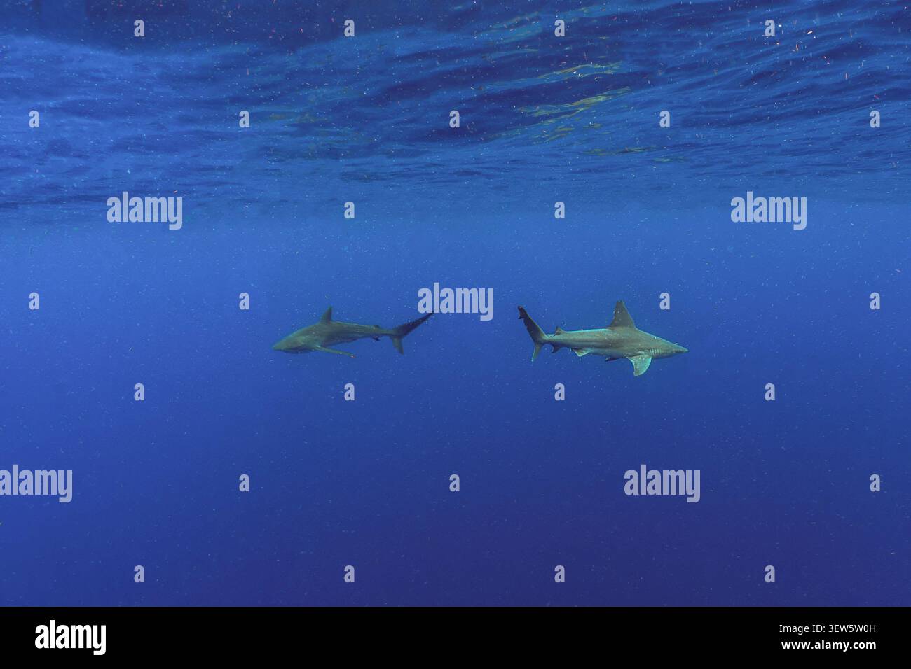 Predatori oceanici: Vista subacquea grandangolare di uno squalo pinna nera e uno squalo setoso che nuotano insieme nelle acque blu profonde di Jupiter, Florida Foto Stock