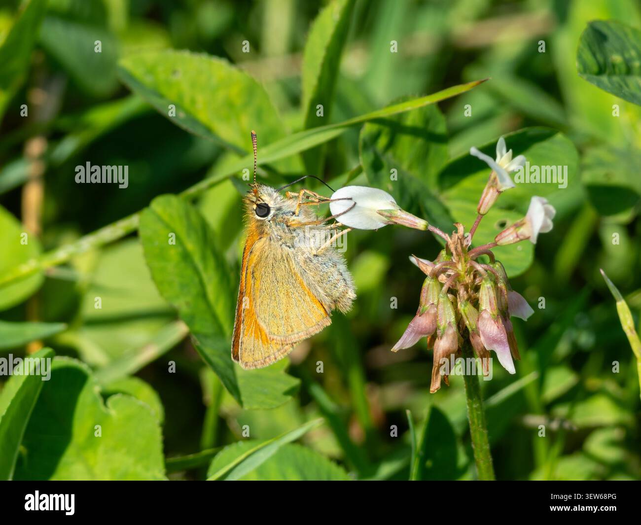 Una piccola farfalla skipper, Thymelicus sylvestris, che si nutre su un labbro inferiore bianco. Foto Stock