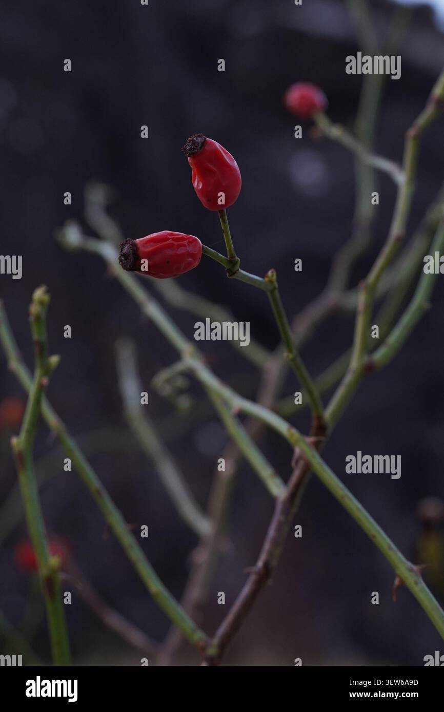 Rosa rossa brillante sulle spine dei rami invernali Foto Stock