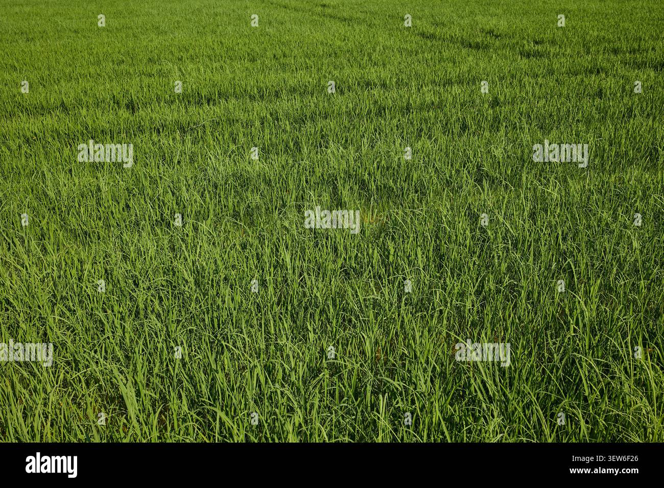 Campo di riso verde ad Albufera, Valencia, Spagna, vista ravvicinata delle giovani piante di riso. Foto Stock