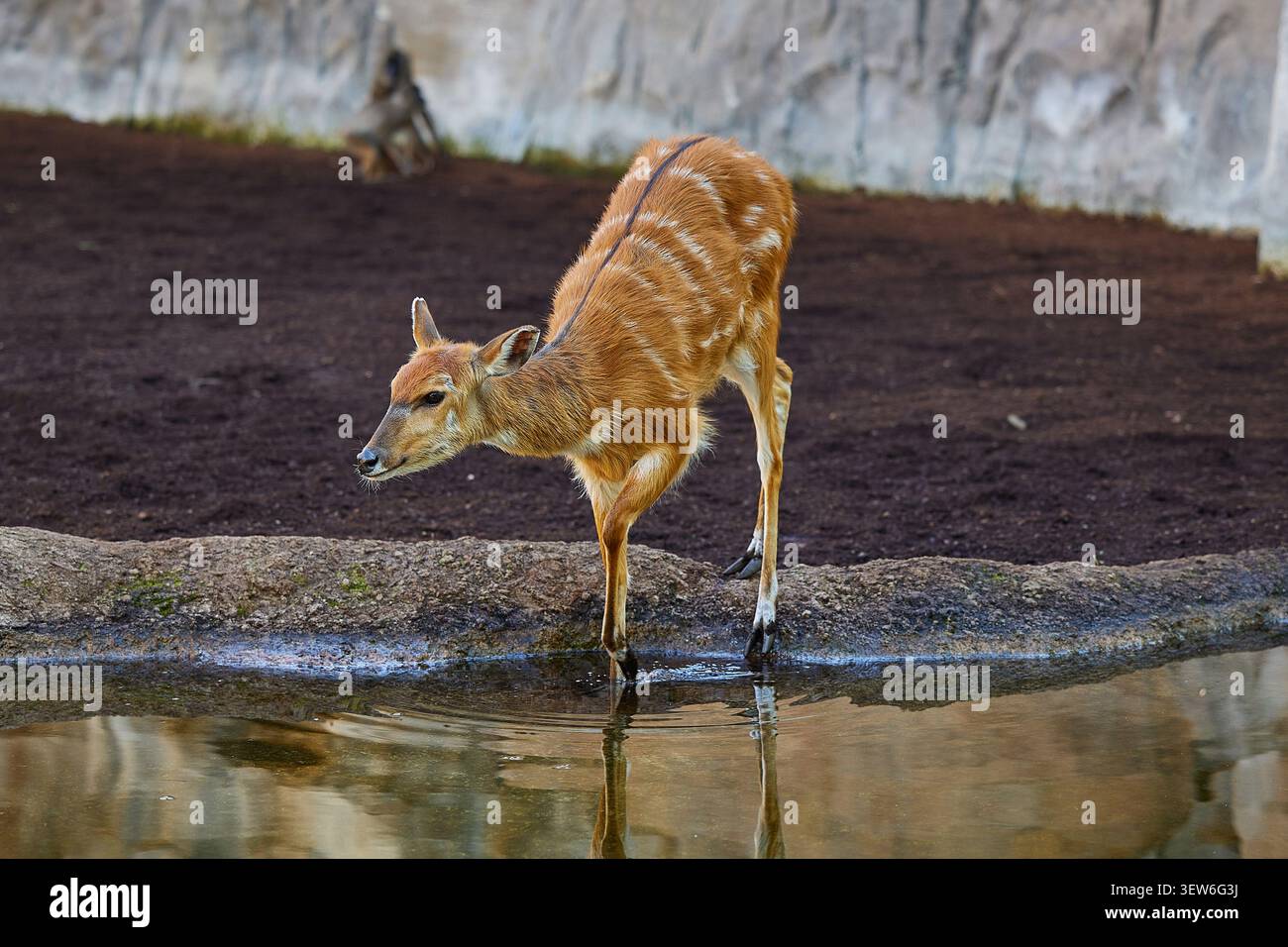 Giovane sitatunga antilope di medie dimensioni africana Foto Stock