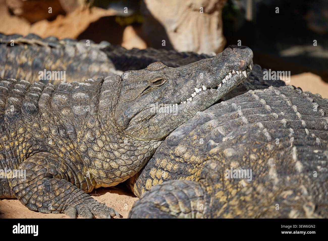 faccia ravvicinata del coccodrillo addormentato sulla terra Foto Stock