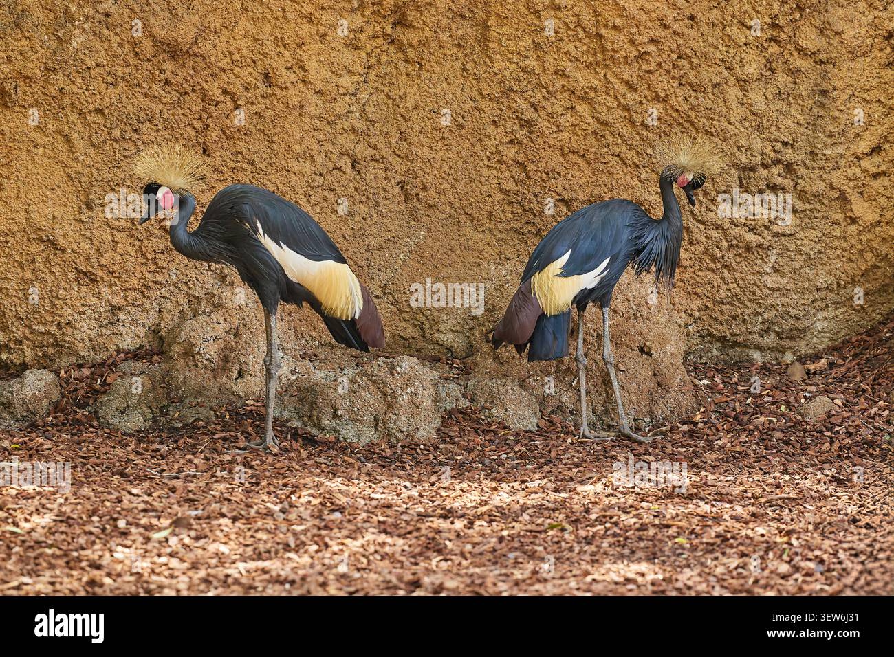 Due bellissime Gru coronate grigie che si trovano su un muro di pietra Foto Stock