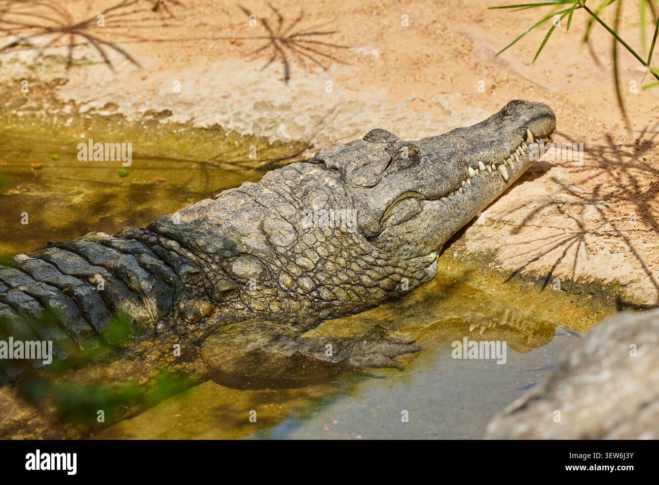 Primo piano della testa di coccodrillo addormentato nel piccolo laghetto Foto Stock