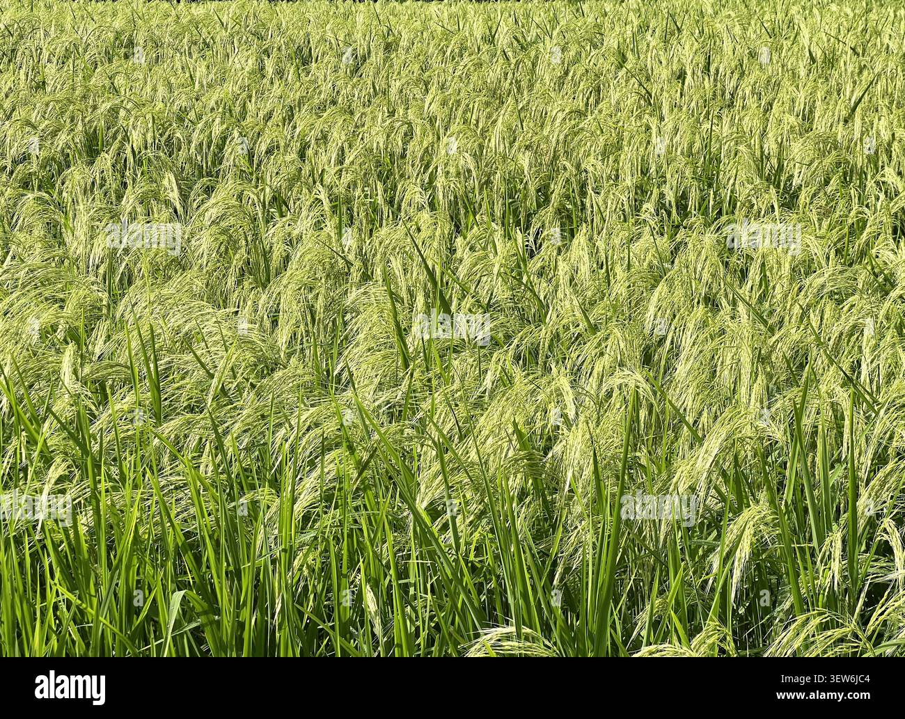 Primo piano di gambi di riso a densa maturazione con teste di grano pesante in una risaia, Bali, Indonesia. - Immagine stock catturata con smartphone