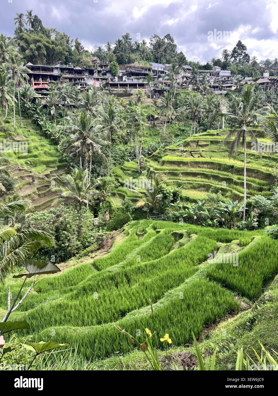 Risaie terrazzate con palme da cocco e ristoranti del villaggio sulla collina sopra alla terrazza del riso di Tegallalang, Ubud, Bali, Indonesia. - Immagine stock catturata con smartphone